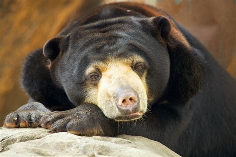 Interesting Sun Bears Facts And The Threats To Their Populations