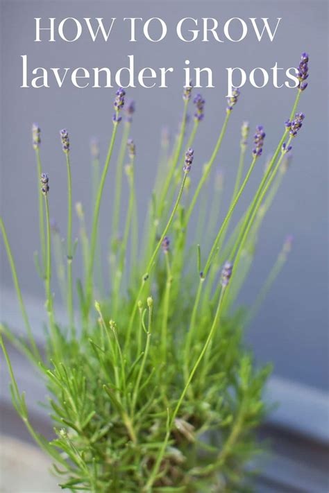 Growing Lavender In Pots Nourish And Nestle