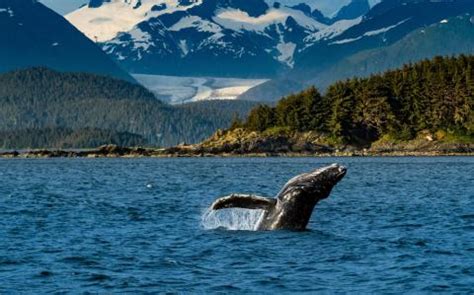 Alaska Whale Watching: Where to Go & Planning Tips | Travel Alaska