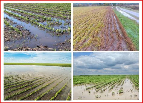 Illustrates Agriculture Disaster Field Of Flooded Soybean Crops