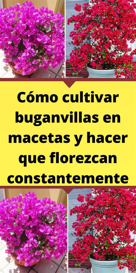 C Mo Cultivar Buganvillas En Macetas Y Hacer Que Florezcan