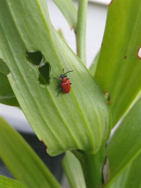 Red Bugs In Garden Naturewatch: Are Garden 'bugs' Friend Or Foe
