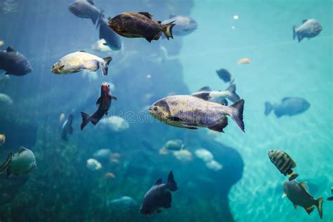 Un Aquarium Marin Avec Les Poissons Et L Algue Beckground Sauvage Sous