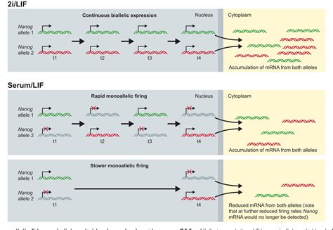 Figure From Transcription Factor Heterogeneity In Pluripotent Stem