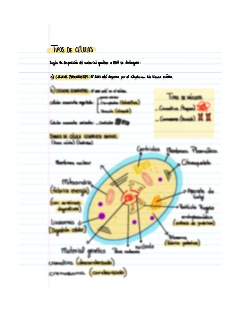 SOLUTION Biolog A Tipos De C Lulas Studypool