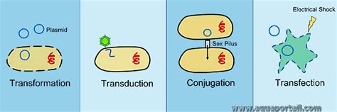 Transduction définition et explications