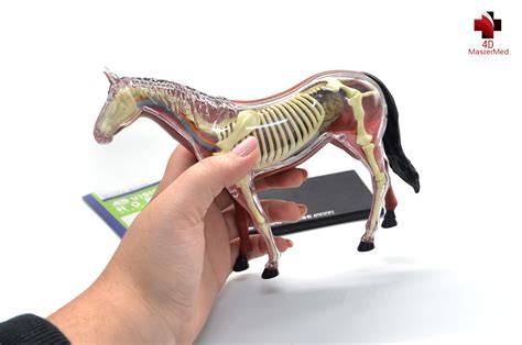 Kit Veterin Rio Para Estudo Cavalo Vaca Galinha Anatomias Humanas E