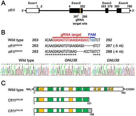 Development & Reproduction