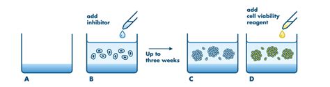 Soft Agar Assay Service Colony Formation Reaction Biology