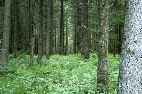 A Dense Coniferous Forest Beautiful Forest Landscape Stock Image
