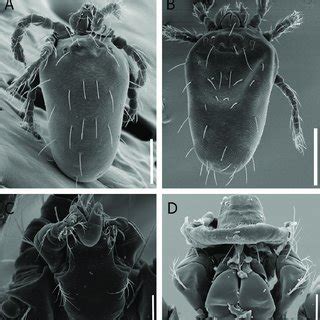 Stereoscope images of chigger life stages: (A) larvae of Quadraseta ...