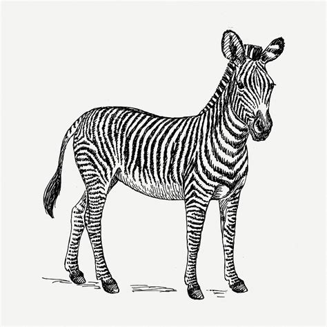 Zebra Drawing Images