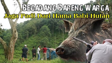 Jaga Padi Bareng Warga Dari Serangan Hama Babi Hutan Yang Meresahkan