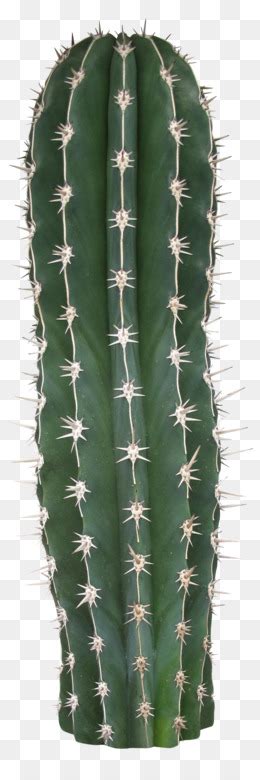 Cactaceae Acanthocereus Tetragonus Rhipsalis Baccifera Png