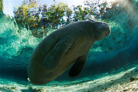 15 Amazing Facts About Crystal River Manatee That Would Surprise You