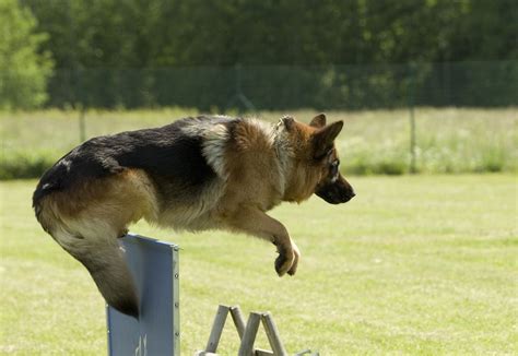 How To Stop A German Shepherd From Jumping: On Me, Other People, and Over Fence! | German ...