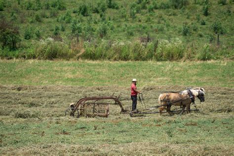 Tedding Raking Hay The Old Fashioned Way The Camerists Collection