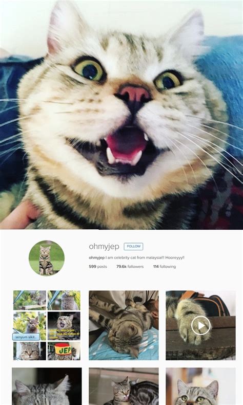 6 Akaun Instagram Kucing Paling Popular Di Malaysia