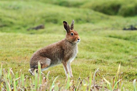 Mountain Hare - Coniferous Forest