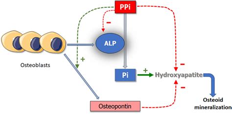 Role Of Alkaline Phosphatase In Mineralization Ppi Pyrophosphate P Download Scientific