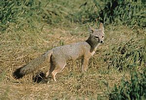 Kit fox Facts for Kids