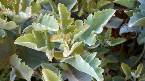 Kalanchoe Beharensis Flowers