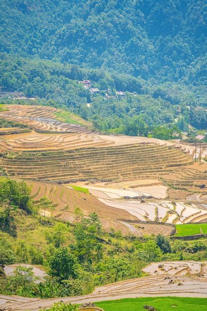 Premium Photo Aerial Image Of Rice Terraces In Ngai Thau Y Ty Lao Cai