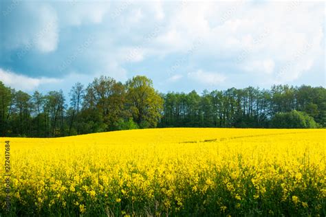 Rzepak Na Polu Burza Pole Rzepaku Stock Photo Adobe Stock