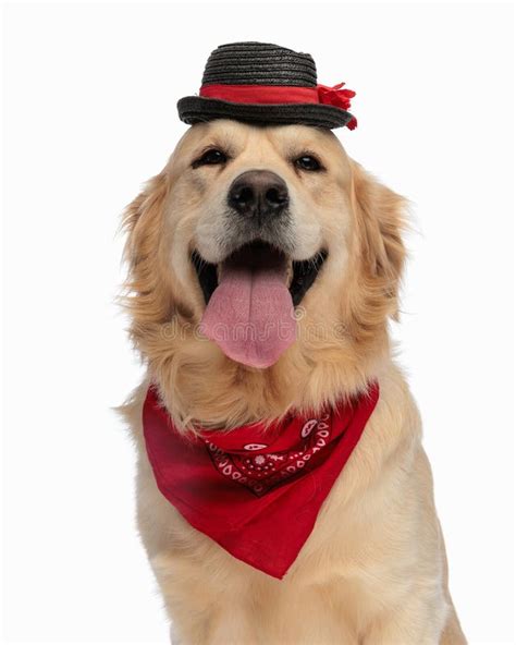 Feliz Perro Recuperador De Oro Con Sombrero Y Bandana Roja Sacando La