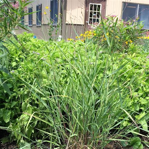 Panicum ‘cape Breeze Switch Grass Cavanos Perennials