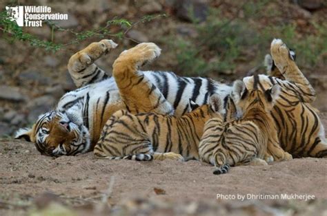 22 Amazing Tiger Facts Letstalktigers Wildlife Conservation Trust