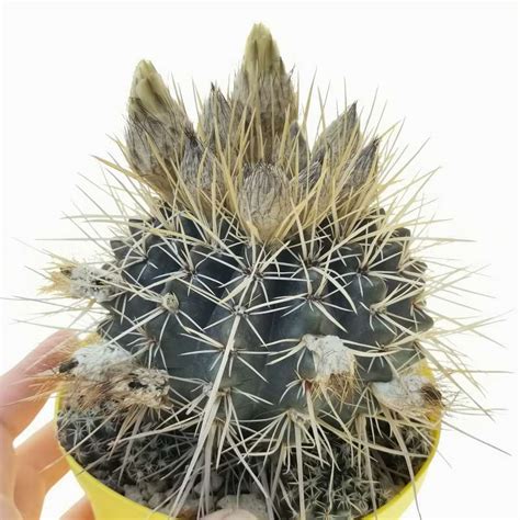 Notocactus Mammulosus Ssp Turecekianus Cm Cactaceae Giromagi