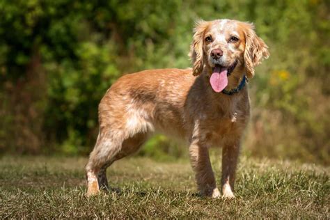 Cocker Spaniel Colors: Rarest to Most Common - A-Z Animals