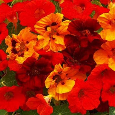 Buy Winter Flower Seeds Online In India At Best Prices Plant Orbit