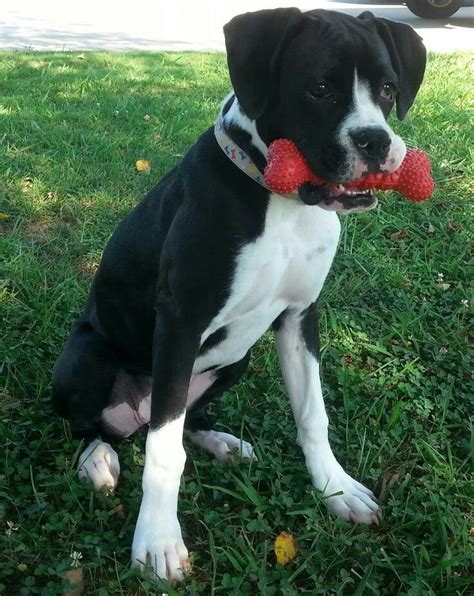 Our Flashy Sealed Brindle Boxer Puppy 5 Months Cinder Ella