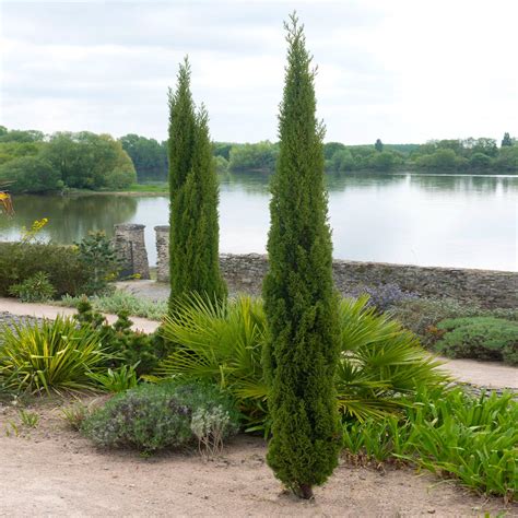 Dwarf Italian Cypress Trees For Sale