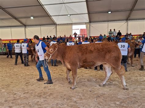 Estas Son Las Hembras De Limusina Ganadoras Del Concurso Nacional