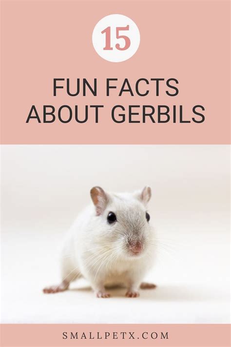 15 Fascinating And Fun Facts About Gerbils You Never Knew In 2022