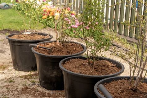 A Gardener S Guide To Propagating Blueberry Bushes With Ease