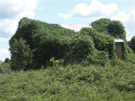 Kudzu Control Tips Walter Reeves The Georgia Gardener