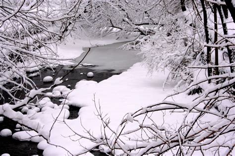 Dreamlike Winter Scenery with Snow-Covered Forest