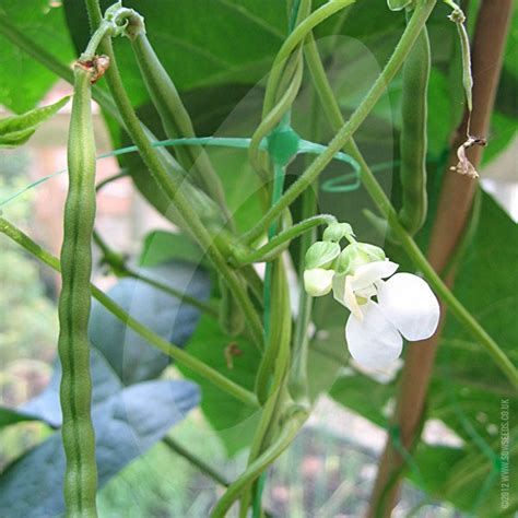 French Bean Blue Lake Climbing Seeds Quality Seeds From Sow Seeds Ltd