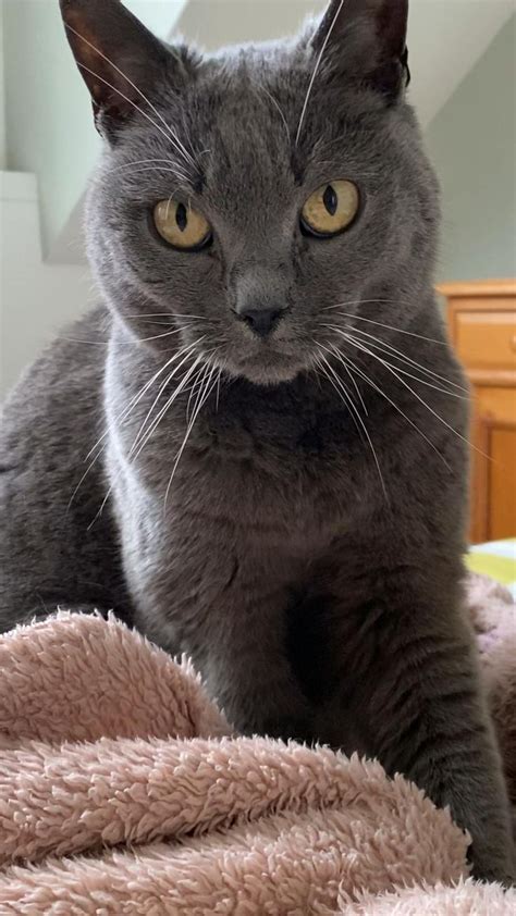 Are Russian Blue Cats Rare What You Need To Know About Russian Blue