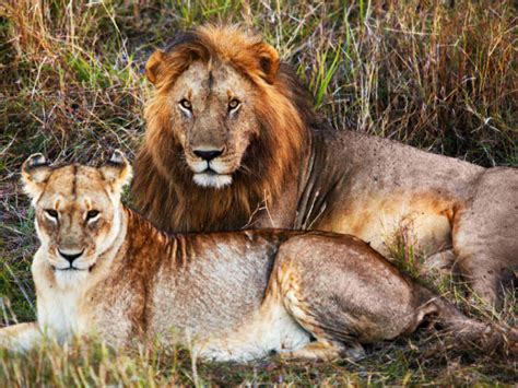 Death Of Lions In The Gir Forests Continues गिर के जंगल में शेरों की