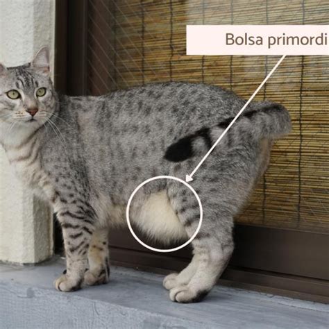 T Tulo El Misterio De La Bolsa Abdominal De Los Gatos Por Qu La