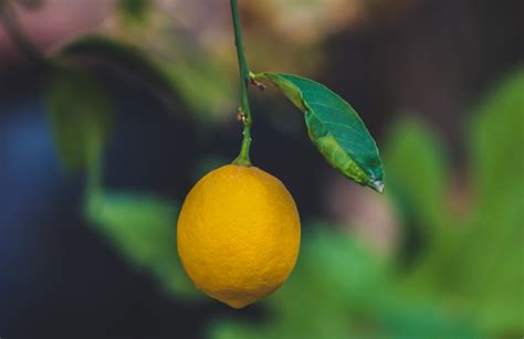 Soigner Un Citronnier Qui Perd Ses Feuilles