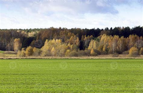 forest in autumn 9491448 Stock Photo at Vecteezy