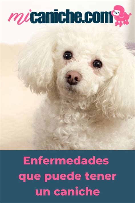 Enfermedades más comunes de los perros caniches sus cuidados y causas