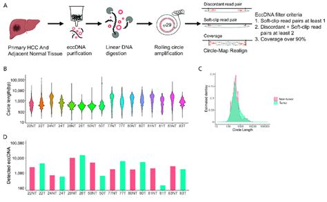 Genome Wide Detection And Analysis Of EccDNAs Profiles By Circle Seq In