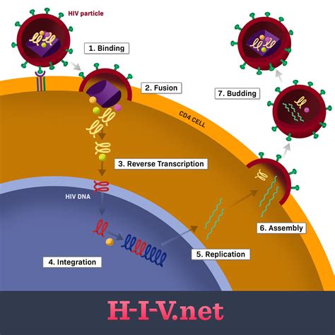 What Is The Hiv Life Cycle